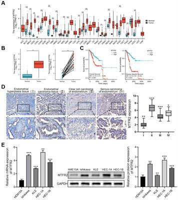 MTFR2 promotes endometrial carcinoma cell proliferation and growth via the miR-132-3p/PI3K/Akt signaling pathway